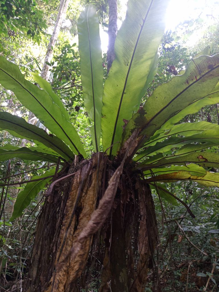 gaeltoursmadagascar_mini_tours_nord_5j-4n_02