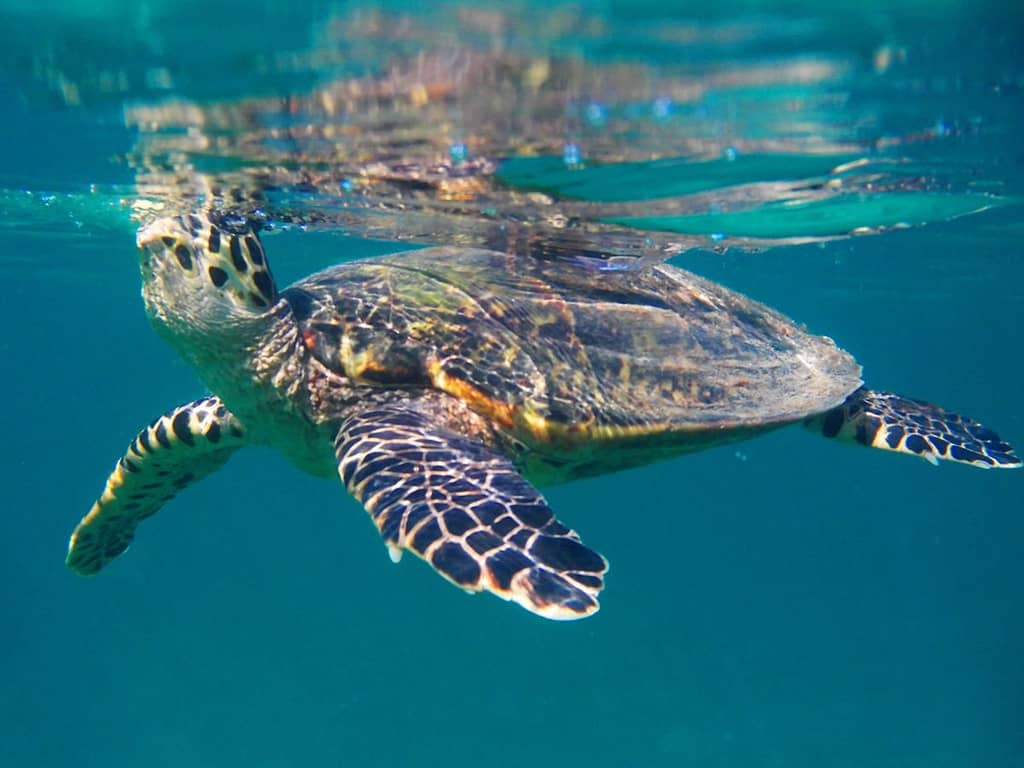 gael-tours-madagascar-nosy-sakatia