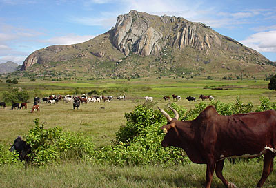gaeltoursmadagascar-image-mada-zebu